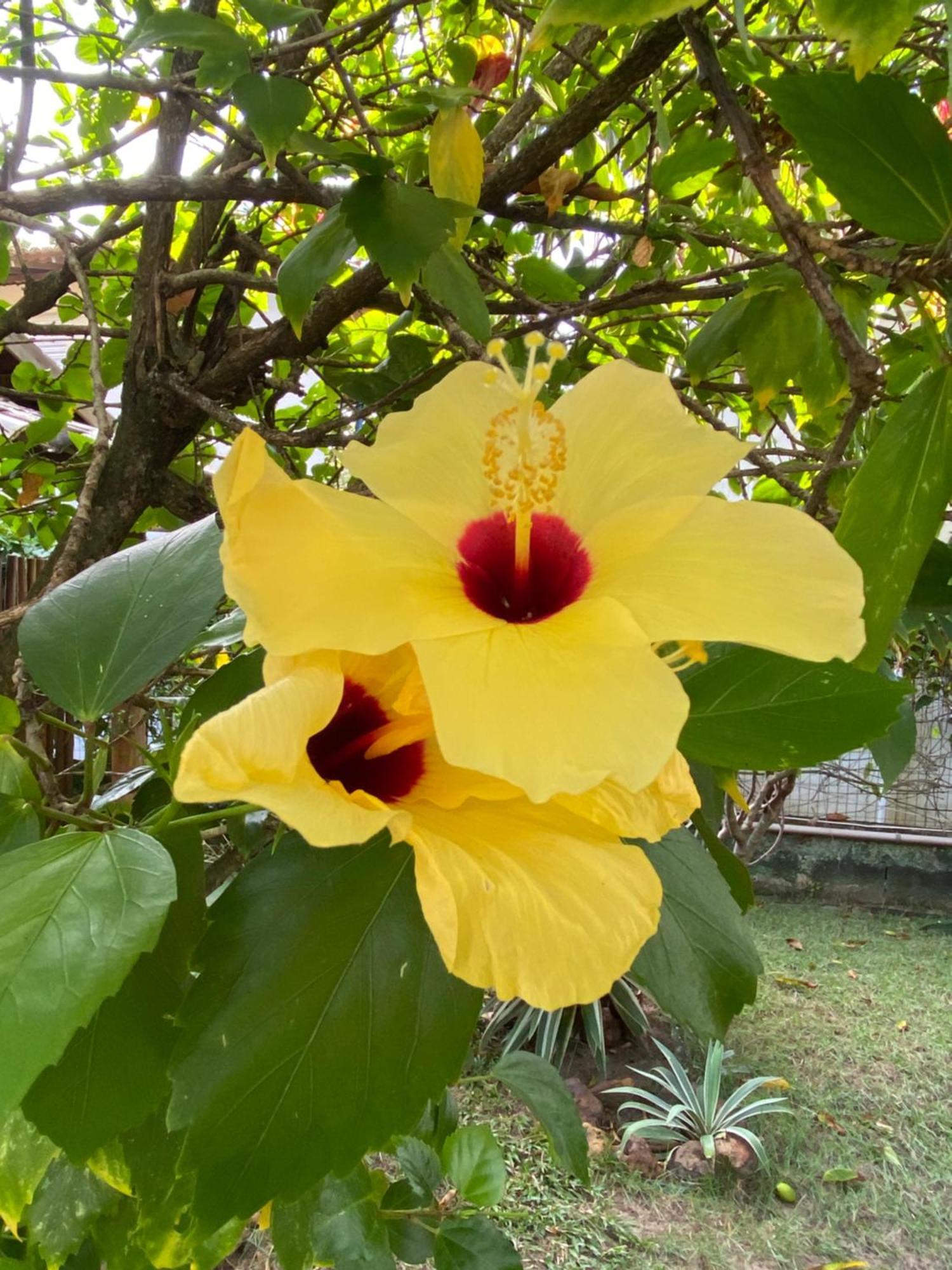 Apartmán Casa Jasmim Imbassai-Ba Mata de Sao Joao Exteriér fotografie